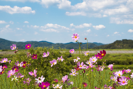 hochsensibel zeigt rosa Blumenwiese und zarter Himmel