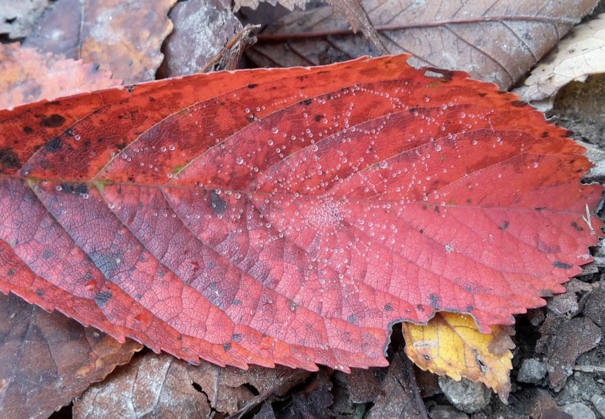 Lebensfreude rotes Blatt mit Spinnennetz