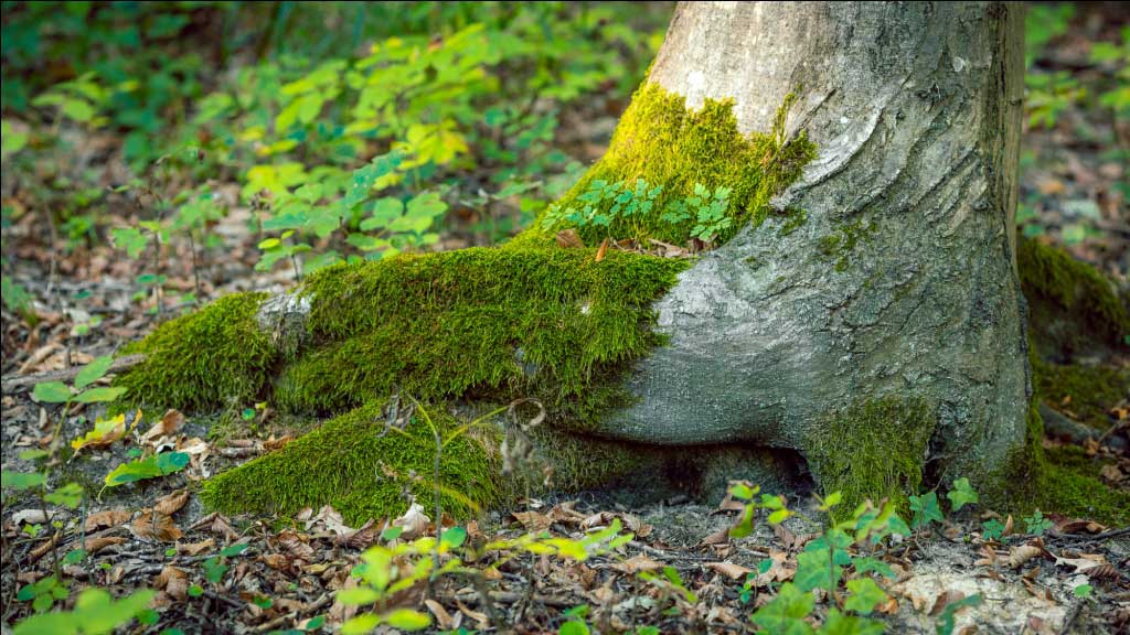 Gesundheit symbolisiert durch grünes Moos auf Baumwurzel