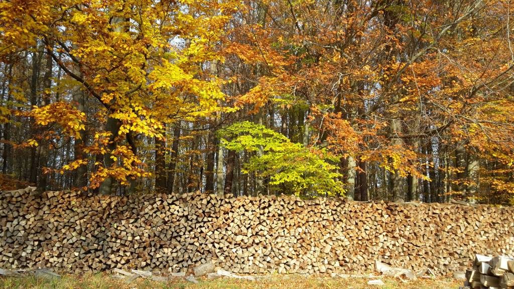 Herbstwald mit Holzstapel im Beitrag psychische Belastung