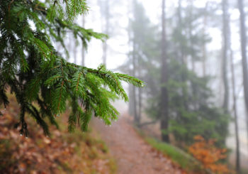 Stressbewältigung symbolisiert durch mystischen Waldweg mit leichtem Nebelt Felsen