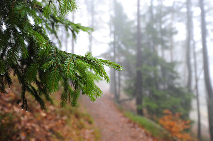 Stressbewältigung symbolisiert durch mystischen Waldweg mit leichtem Nebelt Felsen